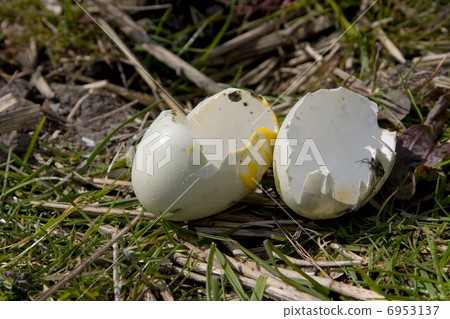 Broken eggs of a Canada Goose 6953137