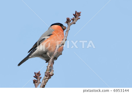 Male Bullfinch on a Japanese cherry in winter 6953144