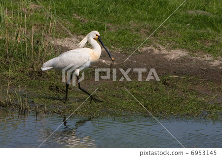 Common Spoonbill - Platalea leucorodia (Eemdijk, the Netherlands 6953145