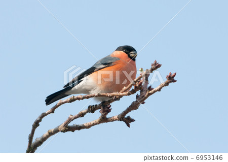 Male Bullfinch on a Japanese cherry in winter 6953146