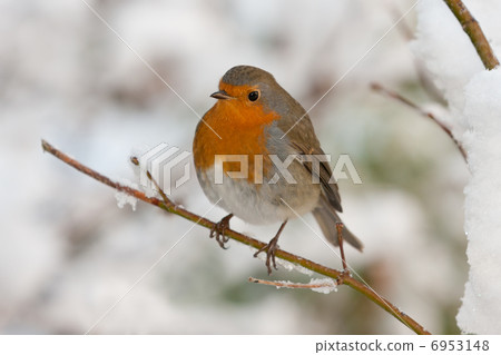 European Robin (Erithacus rubecula) sitting on a branche 6953148