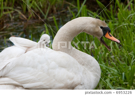 Nest with young swans 6953226