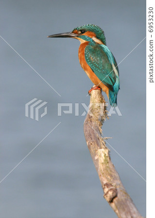 Kingfisher (Oostvaardersplassen, the netherlands) 6953230