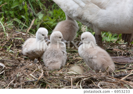 Nest with young swans Nest with young swans 6953233