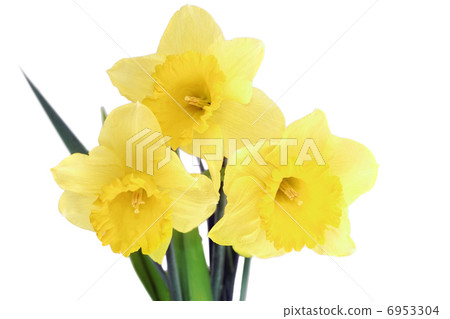 Beautiful spring flowers  6953304
