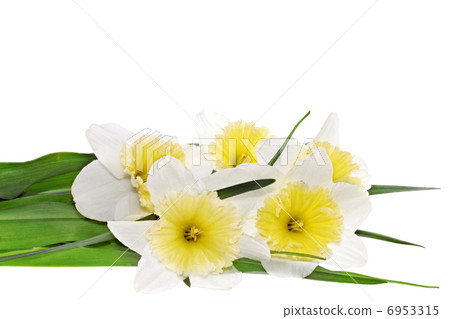 Beautiful spring flowers Beautiful spring flowers 6953315