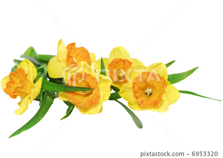 Beautiful spring three flowers Beautiful spring three flowers 6953320