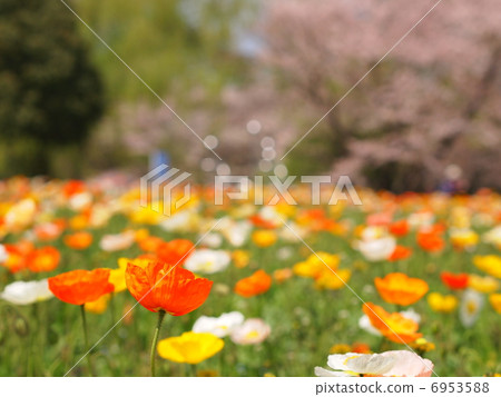Iceland Poppy Iceland Poppy 6953588
