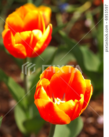 Tulip Dow Jones 6953597