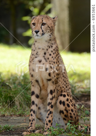 Cheetah 65 Cheetah 65 6953661