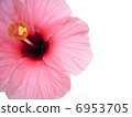 Hibiscus 6953705