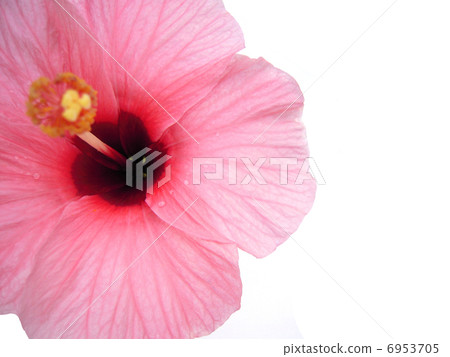 Hibiscus 6953705