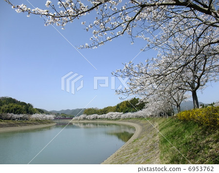 Cherry blossom trees on the Shinoyama River 6953762