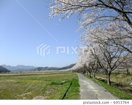 Cherry blossom rows along Miyata River 6953764
