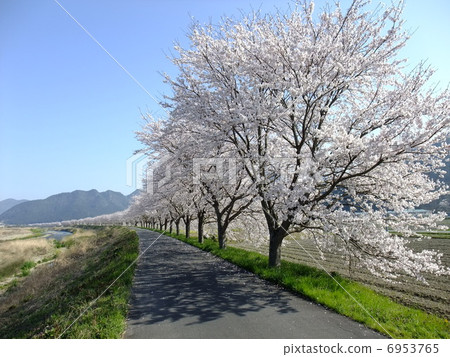 Cherry blossom rows along Kakogawa River 6953765