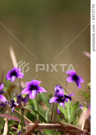 Violet Violet 6953776