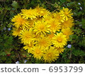 Dandelion 6953799