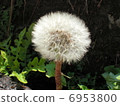 Dandelion 6953800