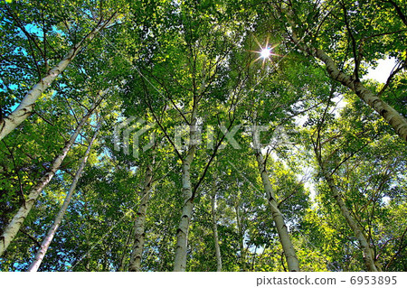 Sunlight through the white birch forest 6953895