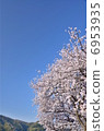  Cherry blossom blue sky 6953935