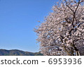  Cherry blossom blue sky 6953936