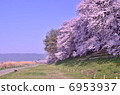 Kyoto backbusters cherry blossoms 6953937
