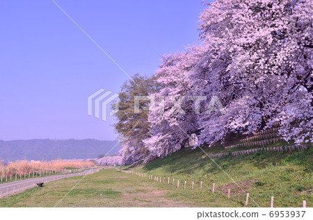 Kyoto backbusters cherry blossoms 6953937