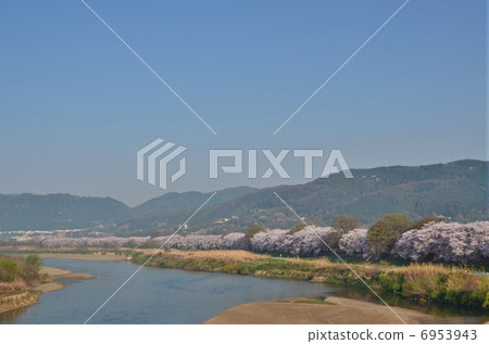 京都大片櫻花 京都大片櫻花 6953943