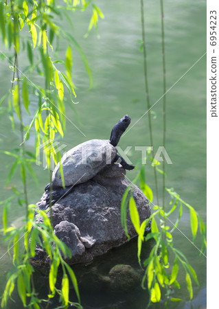 龜爬石頭 6954223