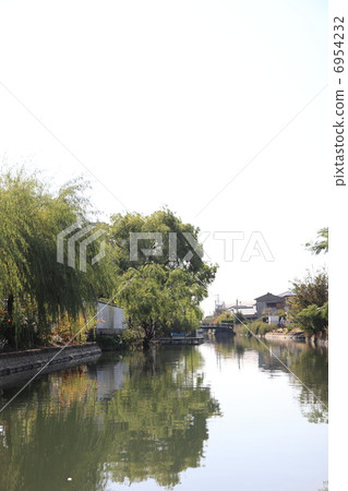 柳川市中心柳樹 柳川市中心柳樹 6954232