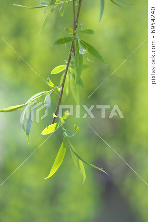 Yanagi離開 6954240