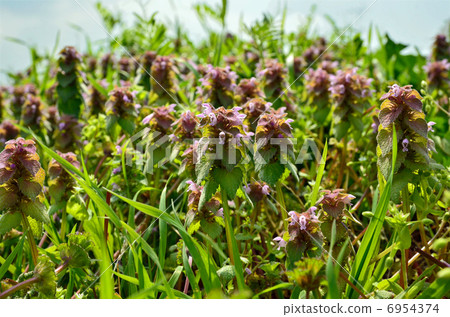 Plants · Labiataeae family Plants · Labiataeae family 6954374