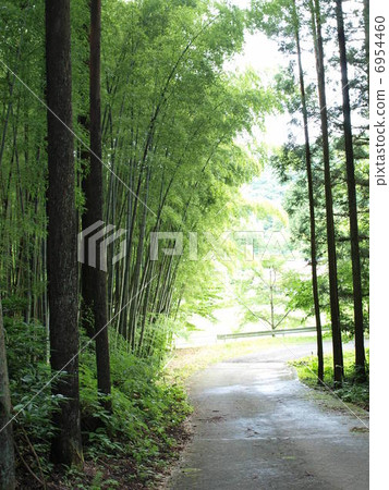 竹林 竹林 6954460
