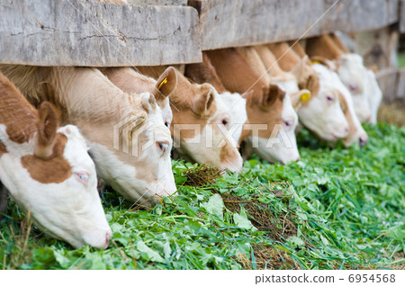 calves eating green rich fodder calves eating green rich fodder 6954568