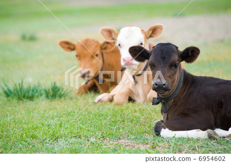 lying calves 6954602