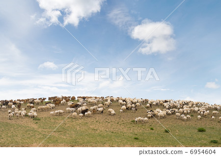 flock of sheep on hill 6954604
