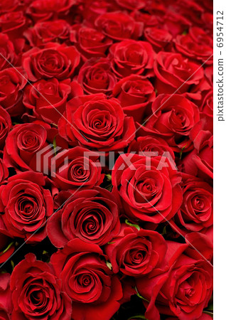 lots of roses background lots of roses background 6954712