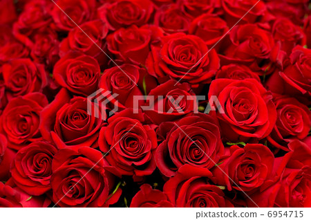 lots of roses background lots of roses background 6954715
