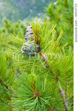 cedar cones 6954733