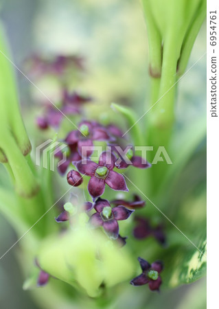Aoki's flower 6954761