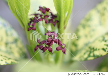 青木的花 6954762