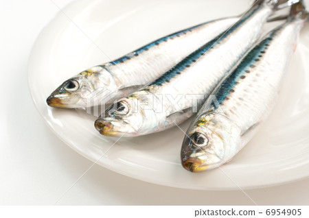 sardine 6954905