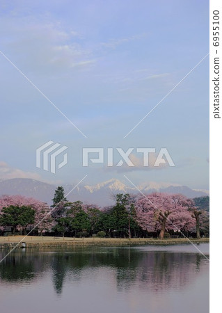 Snow and cherry blossoms Snow and cherry blossoms 6955100
