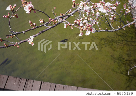 Matsumoto Castle and Koi Matsumoto Castle and Koi 6955129