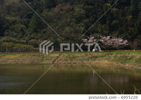 Cherry blossoms at a reservoir pond Cherry blossoms at a reservoir pond 6955220
