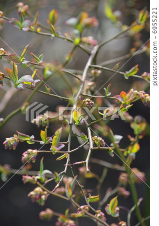 藍莓豆芽 藍莓豆芽 6955221