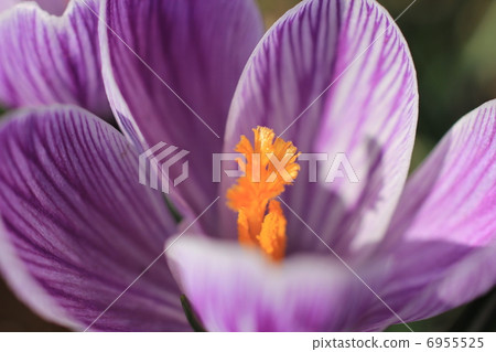 Crocus 6955525
