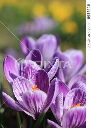 Crocus 6955526