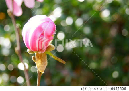 Momo printers Kobushi Flower language: welcome Magnolia stellata Momo printers Kobushi Flower language: welcome Magnolia stellata 6955606
