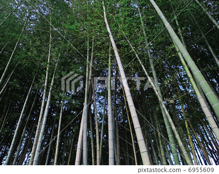  竹林 6955609